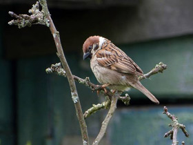 Смотреть фото Полевой воробей Фото Полевой воробей