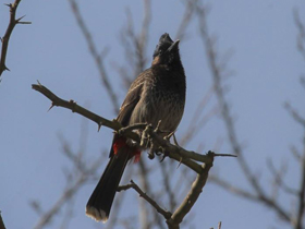 Фото Розовобрюхий бюльбюль