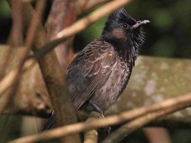 Фото Розовобрюхий бюльбюль