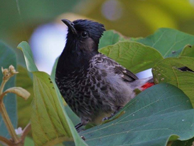Фото Розовобрюхий бюльбюль