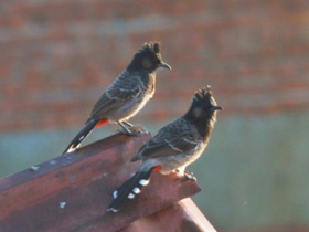 Фото Розовобрюхий бюльбюль