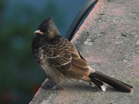 Фото Розовобрюхий бюльбюль