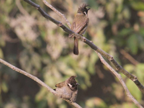 Смотреть фото Гималайский бюльбюль Фото Гималайский бюльбюль