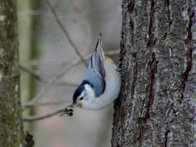 Фото Каролинский поползень