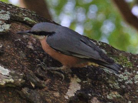 Фото Каштановогрудый поползень