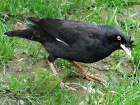 Фото Хохлатая майна