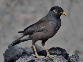 Смотреть фото Обыкновенная майна Фото Обыкновенная майна