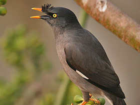 Бурая майна Бурая майна