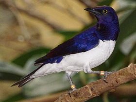 Фото Аметистовый скворец