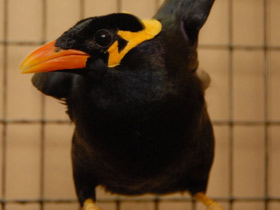 Смотреть фото Священная майна Фото Священная майна