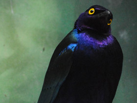 Фото Пурпурный блестящий скворец