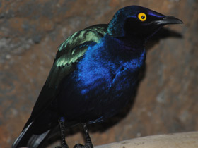 Пурпурный блестящий скворец Пурпурный блестящий скворец