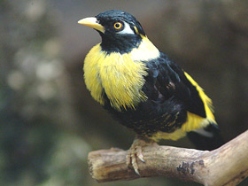 Смотреть фото Золотогрудый мино Фото Золотогрудый мино