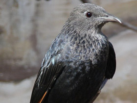 Тристрамов длиннохвостый скворец Тристрамов длиннохвостый скворец