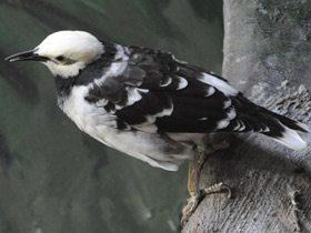 Смотреть фото Черношейный скворец Фото Черношейный скворец