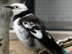 Смотреть фото Черношейный скворец Фото Черношейный скворец