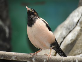 Фото Розовый скворец