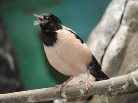 Фото Розовый скворец