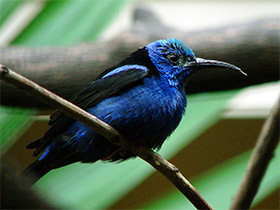 Смотреть фото Бирюзовая танагра Фото Бирюзовая танагра