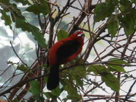 Фото Бразильская расписная танагра