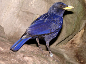 Синяя птица Синяя птица