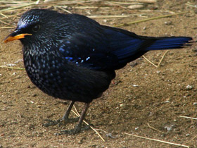 Фото Синяя птица