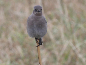 Смотреть фото Голубая сиалия Фото Голубая сиалия