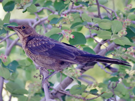 Фото Черный дрозд