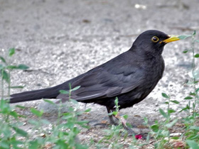 Фото Черный дрозд