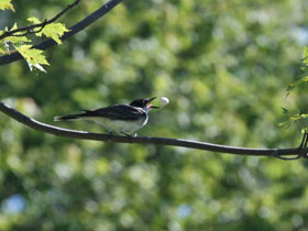 Смотреть фото Королевский тиранн Фото Королевский тиранн