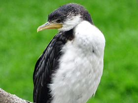 Фото Малый пёстрый баклан