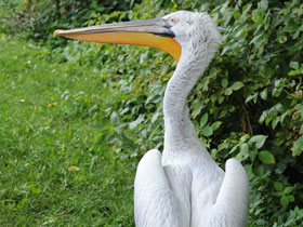 Смотреть фото Кудрявый пеликан Фото Кудрявый пеликан