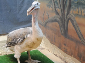 Смотреть фото Кудрявый пеликан Фото Кудрявый пеликан