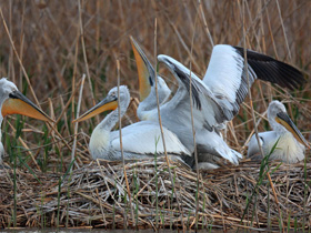 Смотреть фото Кудрявый пеликан Фото Кудрявый пеликан
