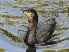 Фото Большой баклан
