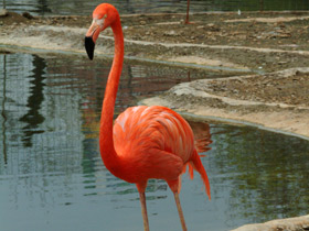Красный фламинго Красный фламинго