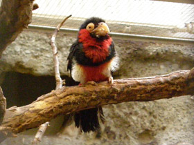 Фото Сенегальская либия