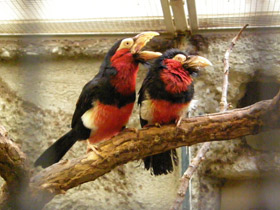 Фото Сенегальская либия