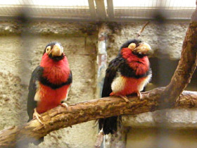 Фото Сенегальская либия