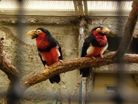 Фото Сенегальская либия