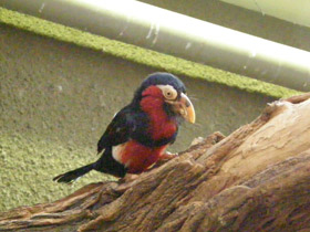 Фото Сенегальская либия