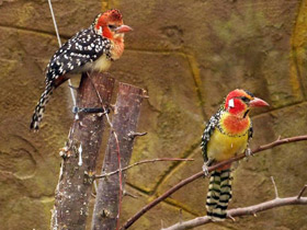 Фото Огненноголовый бородастик