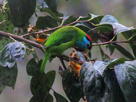Смотреть фото Голубощёкий бородастик Фото Голубощёкий бородастик
