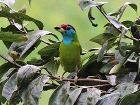 Смотреть фото Голубощёкий бородастик Фото Голубощёкий бородастик