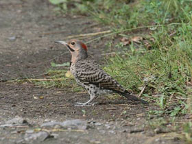 Смотреть фото Золотой дятел Фото Золотой дятел