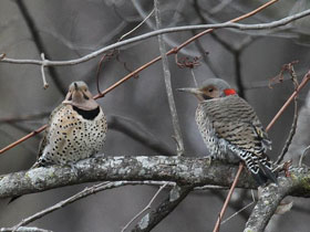 Смотреть фото Золотой дятел Фото Золотой дятел