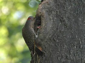 Смотреть фото Золотой дятел Фото Золотой дятел