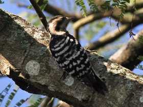 Фото Большой острокрылый дятел