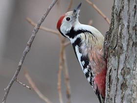 Фото Средний пёстрый дятел