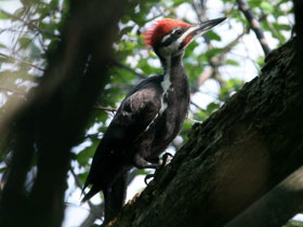 Фото Хохлатая желна